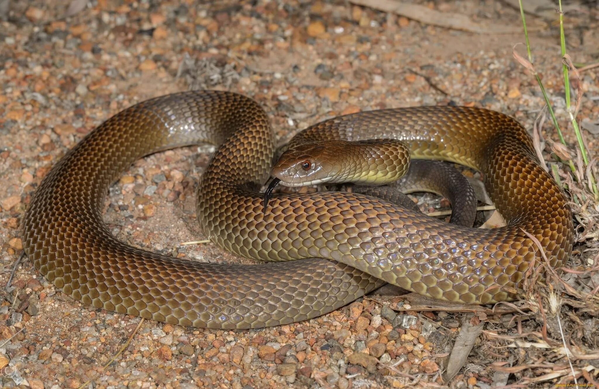 Мулга змея коричневый Король. Мулга змея. Тайпан австралийская тигровая змея. Змея ядовитая мулга.