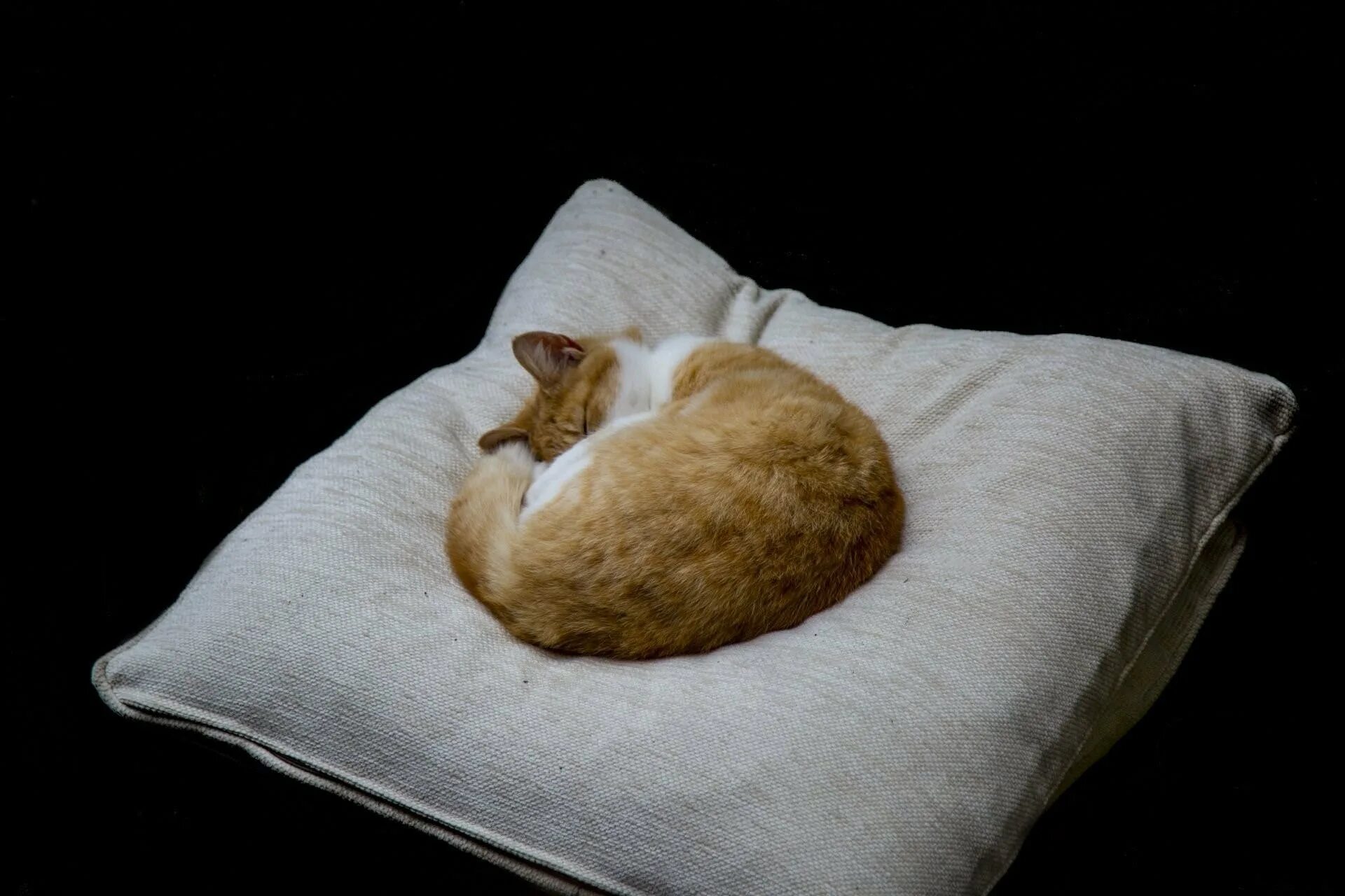 Характер кошки по подушечкам. Подушка кошка. Спящий кот. Котик лежит на подушке. Котенок под.