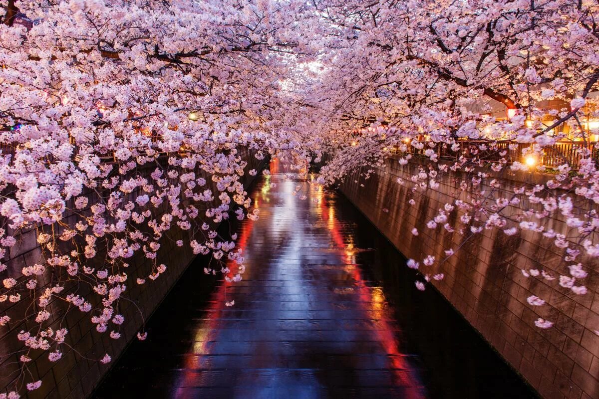 Tokyo blossom