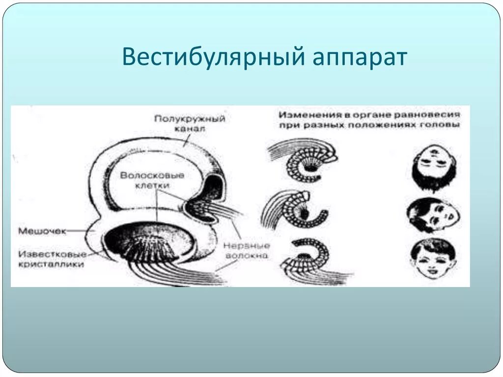 5 вестибулярный аппарат. Отделы вестибулярного аппарата. Рис 88 вестибулярный аппарат. Известковые кристаллики вестибулярный аппарат. Визуализация вестибулярный аппарат.