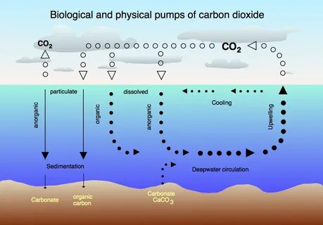 Углекислый газ в морской воде