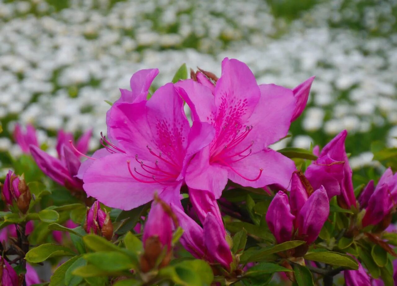 цветами мае. 1 мая цветы. майские цветы фото. цветами мае. цветы в мае фото.