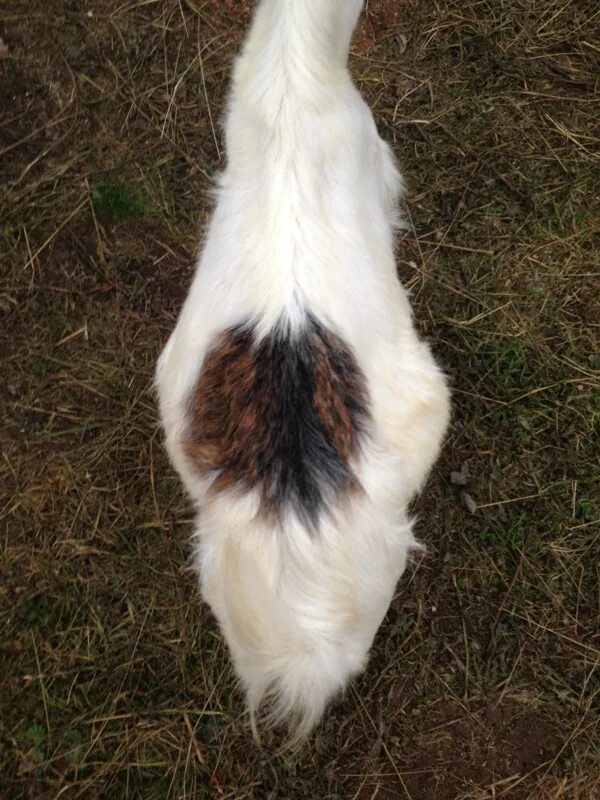 Коза беременность 4 месяца. Заинская коза беременная фотосессия. Беременные козы первородки. Как определить беременность козы. Как определить беременность козы.