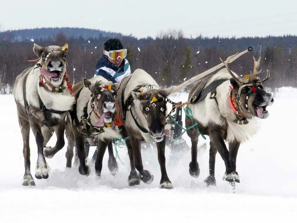 Праздник оленя. Праздник оленеводов таймыр. Праздничный олень. Чукотский праздник оленя кильвэй. Коряки праздник кильвей.