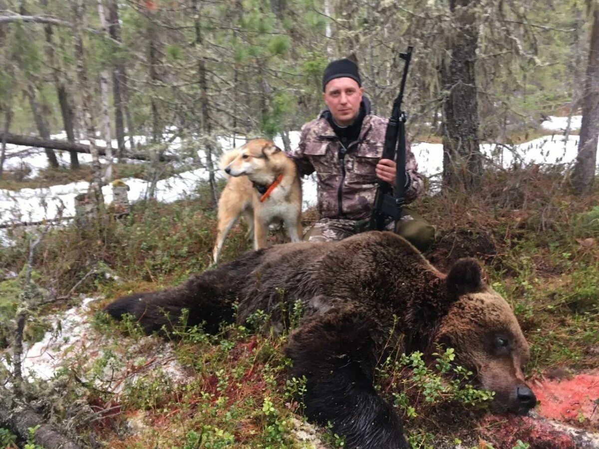 Охота на медведя Берлога Сибирь. Охота на медведя с лайками Западной Сибири. Охота на медведя с лайками 2021. Охота с лайкой на медведя Сибирский охотник.
