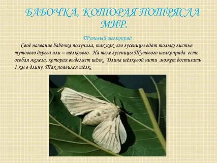 Тип членистоногие вид тутовый шелкопряд