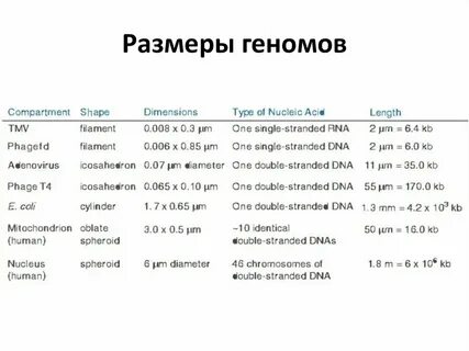 Геном размер
