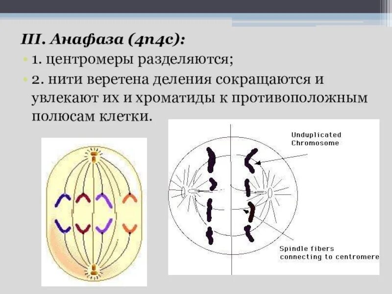 Сколько клеток в анафазе. Анафаза 1. Митоз Веретено деления. Митоз нити веретена деления. Веретено деления клетки.