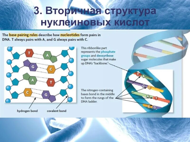 Структура нуклеиновых кислот днк. Вторичная структура нуклеиновых кислот. Вторичная и третичная структура нуклеиновых кислот. Вторичная структура нуклеиновых. Первичная и вторичная структура нуклеиновых кислот.