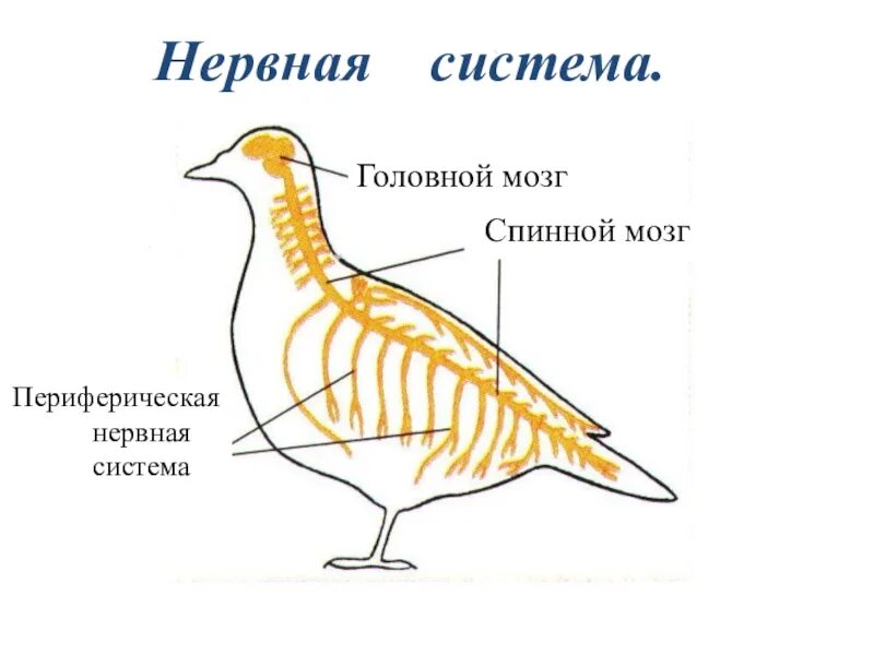 Класс птицы нервная. Нервная система птиц. Внутреннее строение птиц. Внутреннее строение птицы схема. Класс птицы внутреннее строение.