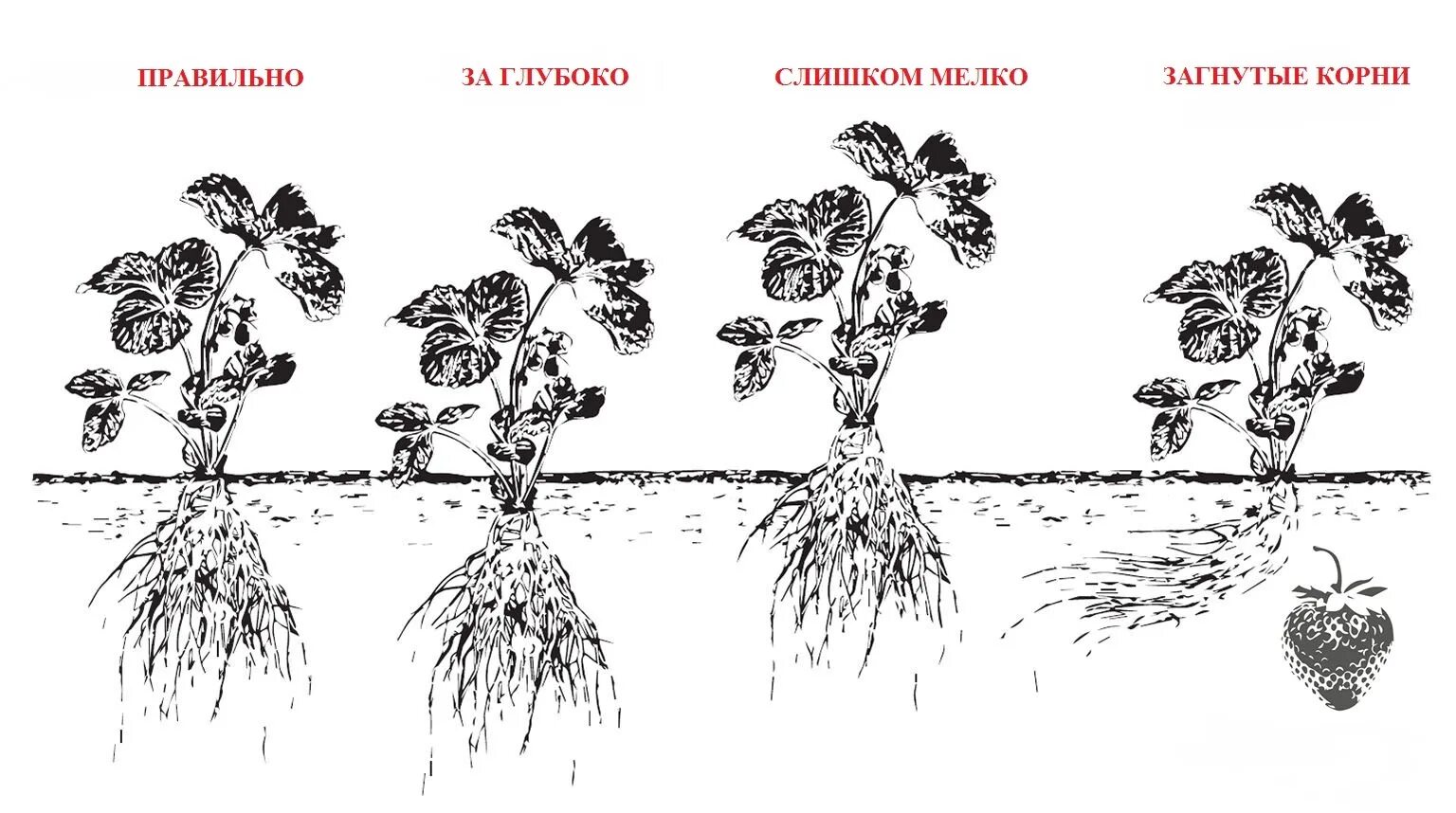 Правильная схема посадки клубники. Схема посадки земляники в открытом грунте весной. Схема посадки клубники осенью в открытый грунт. Схема посадки ремонтантной клубники в открытом грунте.