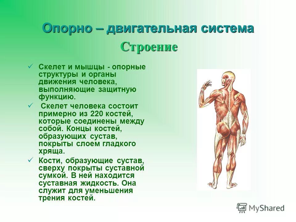 опорно-двигательная система человека функции строение и функции. строение системы органов движения. строение и функции пищеварительной системы таблица у животных. опорно двигательная система органов функции и строение. схема функции опорно двигательной системы.