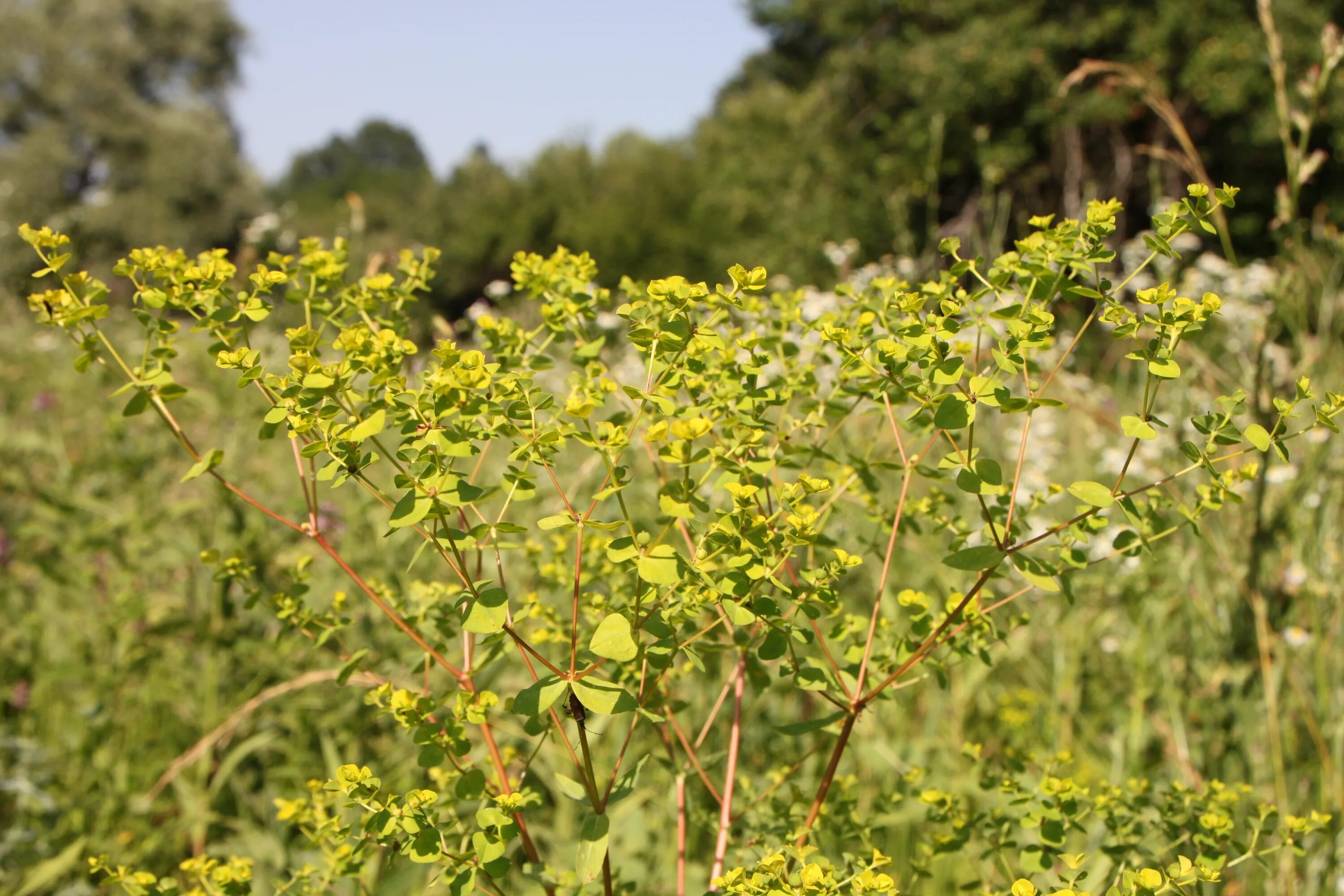 Кусты сорняки. Молочай рапс. Spurge Euphorbia кипариса cyparissias. Сорняки рапса ярового. Сорные растения в рапсе.