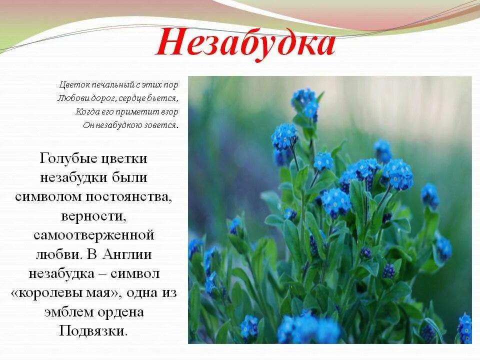 Полевые цветы стих 3 класс. Стихи про незабудки. незабудка доклад. легенда о незабудке. описание цветка.