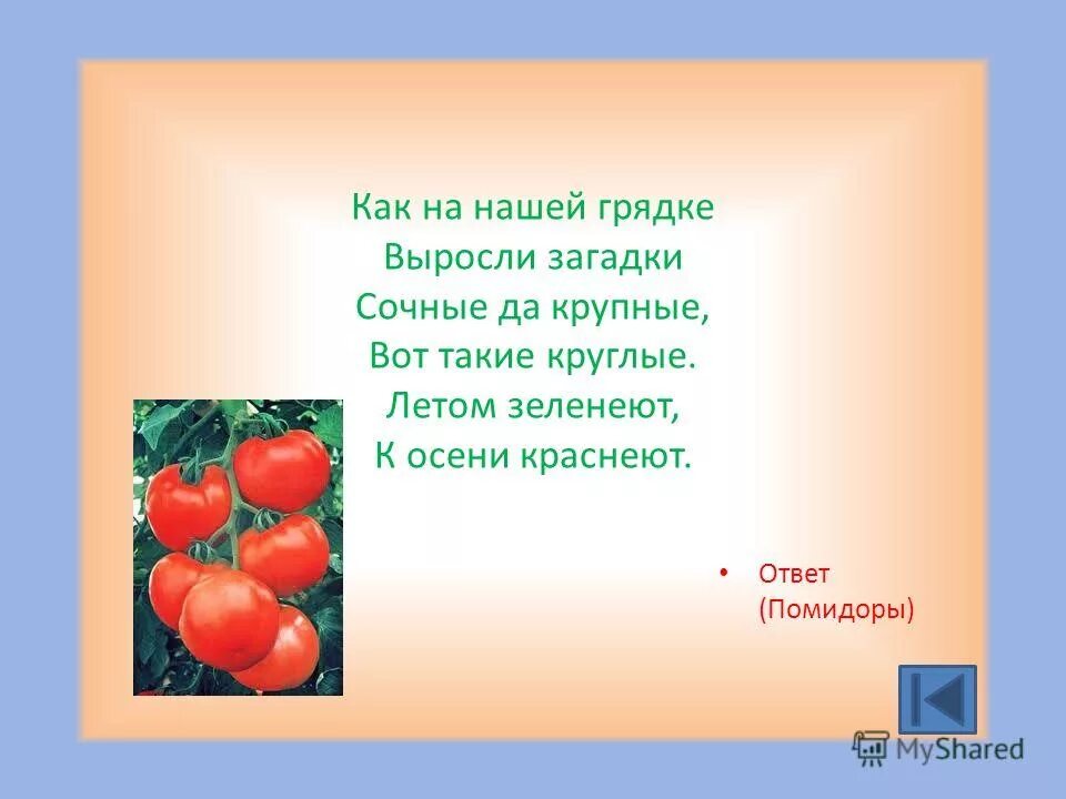 Как на нашей грядке выросли загадки. Как на нашей грядке выросли. Загадки как на нашей грядке выросли загадки сочные да крупные. Ответ к загадке как мячики круглые сочные да крупные летом. Как на нашей грядке выросли загадки.