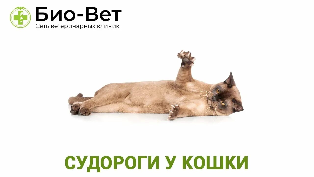 У кошки эпилепсия что делать. У кошки эпилепсия что делать. У кошки эпилепсия что делать. Инфекционный перитонит кошек фип. У кошки эпилепсия что делать.