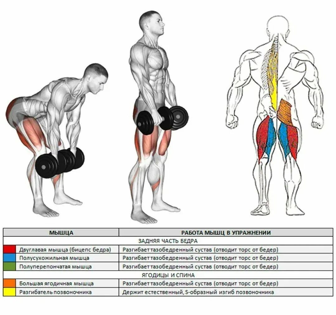 Тяга мышц. Румынская тяга мышцы задействованы. Румынская тяга с гантелями мышцы задействованы. Мертвая становая тяга с гантелями. Румынская становая тяга с гантелями для мужчин.