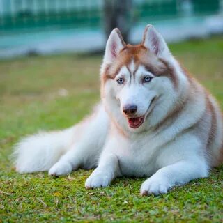 Colors of Siberian Huskies - PetHelpful. siberian h. 
