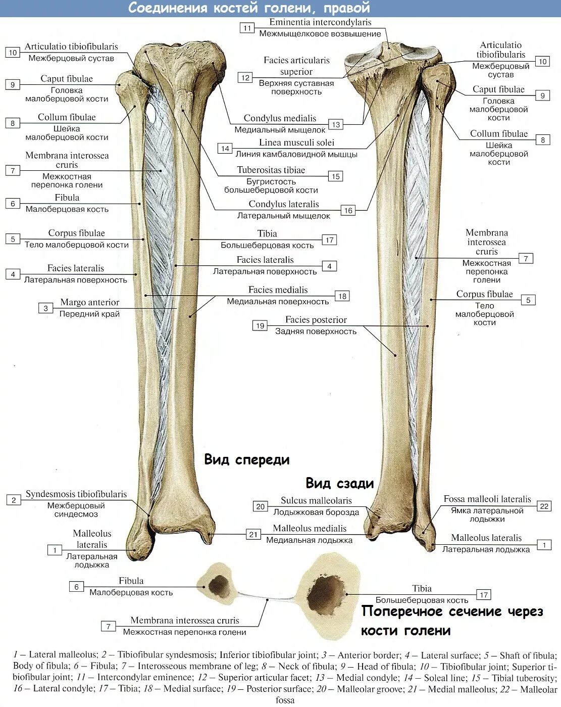 Кости голени соединения. Большая и малая берцовая кость анатомия. Строение большой и малой берцовой кости. Большеберцовая кость и малоберцовая кость строение. Кости голени строение на латыни.