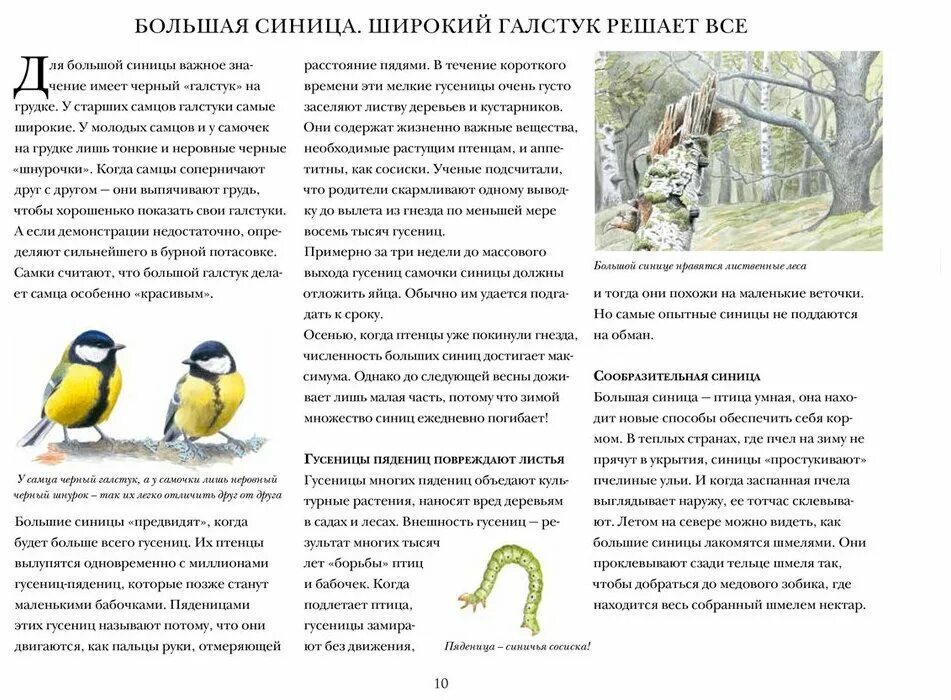 Книга синичек. Книги про синиц для дошкольников. синицы и их родня. каста с. &quot;синицы и их родня&quot;. синицы и их родня книга.