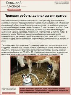 Сколько раз доить после отела