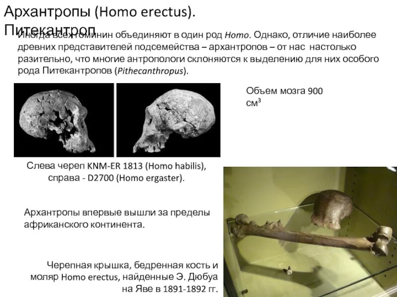 Архантропы особенности строения. Архантропы (homo Erectus). Питекантроп объем мозга. Череп архантропа описание.