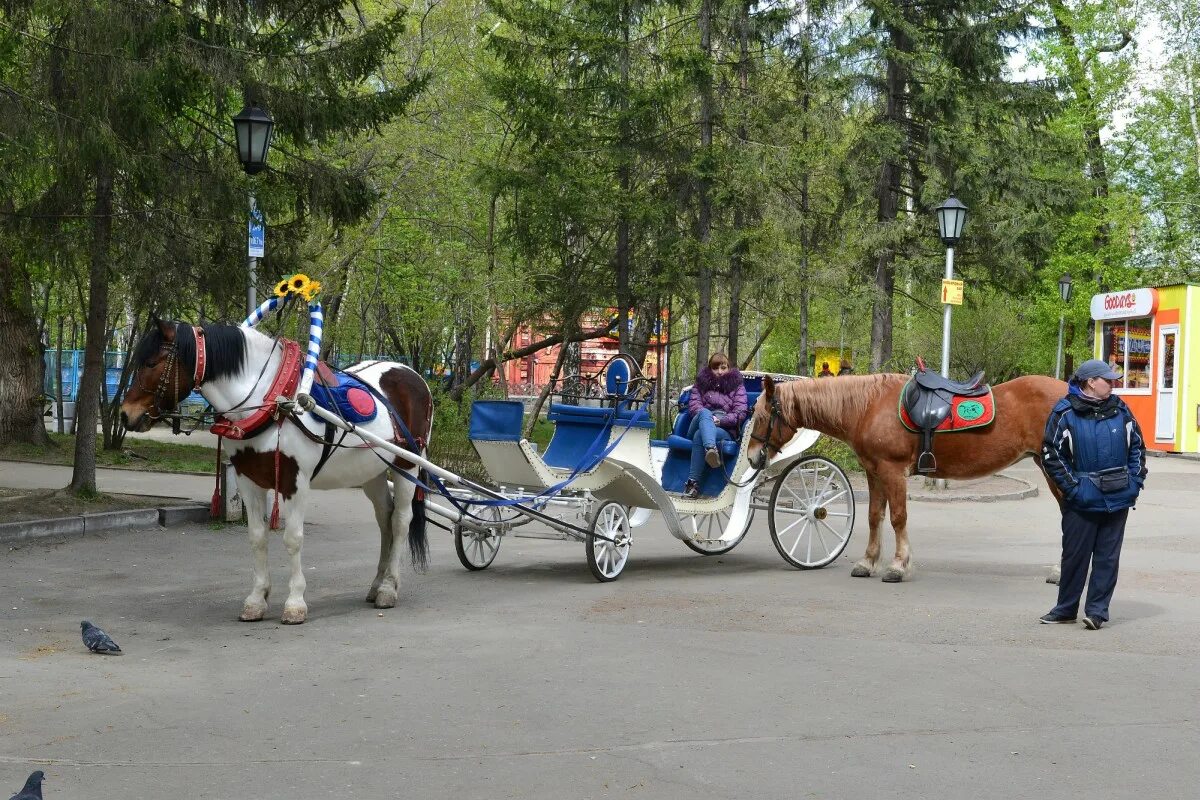 Лошадка в парке