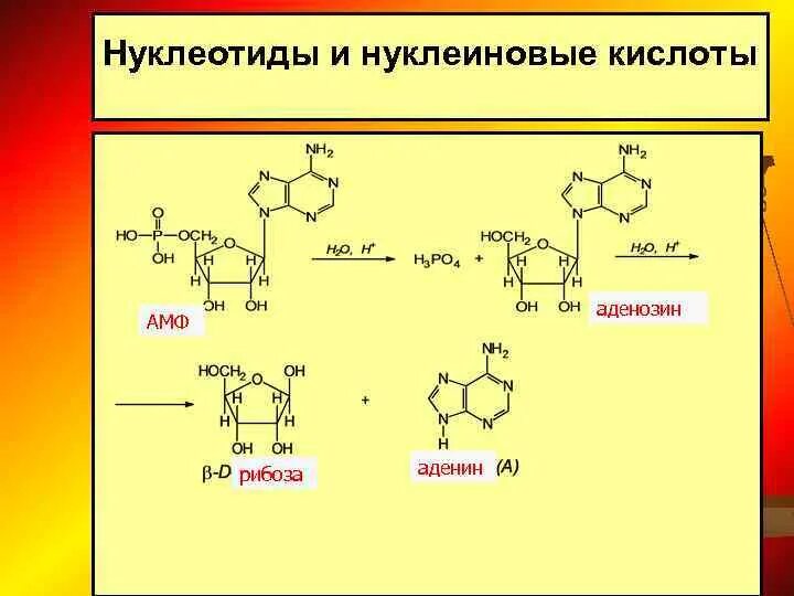 Формулы нуклеотидов. Аденин и аденозин. Формулы нуклеотидов биохимия. Гидролиз нуклеотидов. Нуклеиновые кислоты аденин.