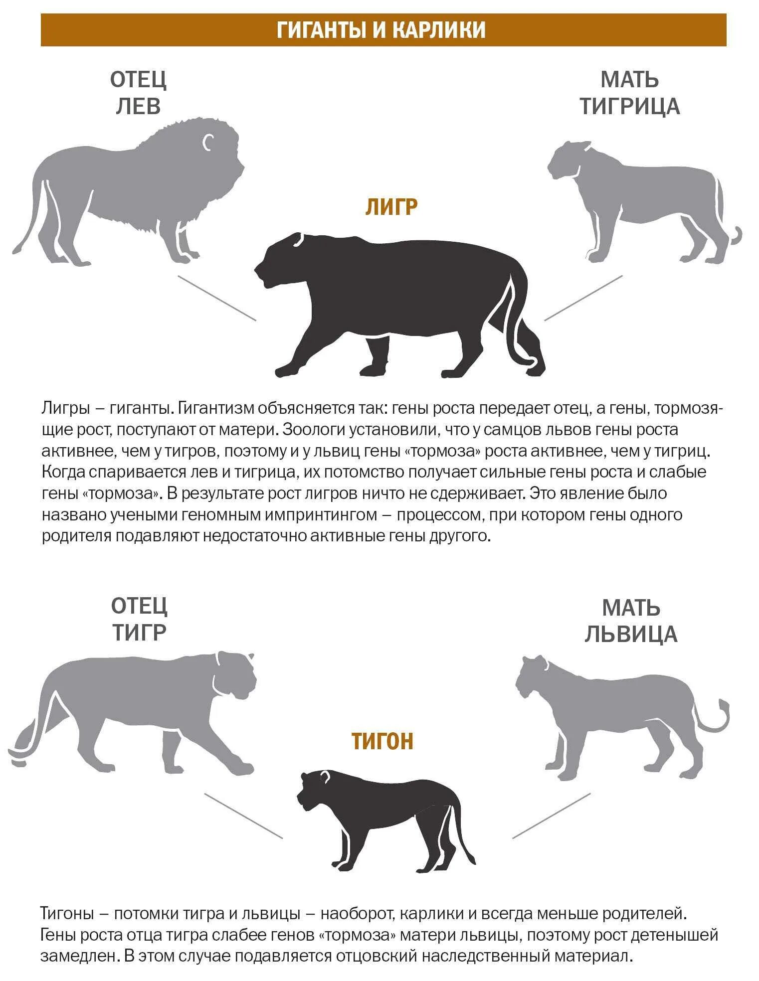 Сколько живет самец. Тигролев вес и рост. Отец Лев мать тигрица Лигр. Лигр вес и рост. Сравнения тигра и лигра в размере.