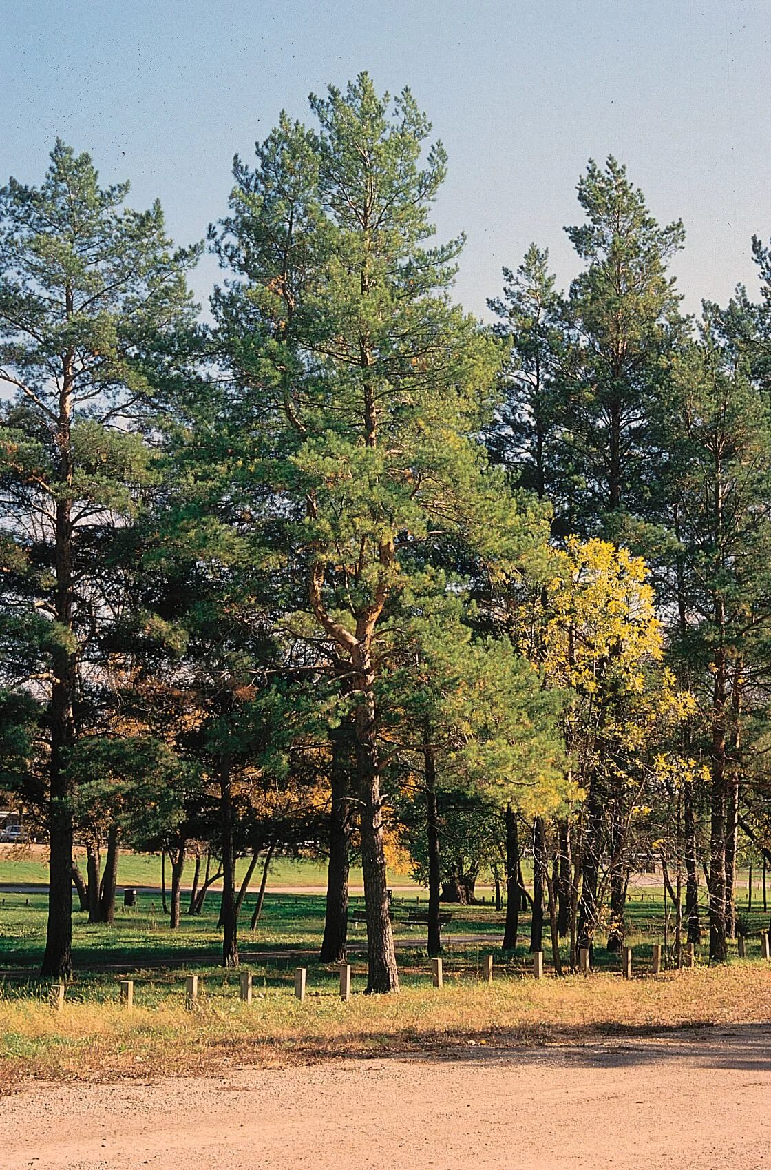 Гудящие сосны. Pinus Sylvestris сосна Лесная. Сосна обыкновенная Пинус. Сосна обыкновенная Pinus Sylvestris l. Двухвойная сосна обыкновенная.