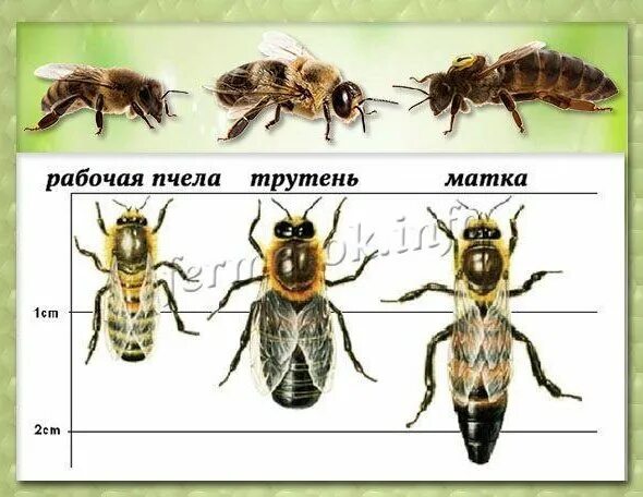 Как отличить матку. Пчела матка трутень. Строение пчелиной семьи трутень. Матка трутень рабочая пчела. Касты пчелиной семьи.
