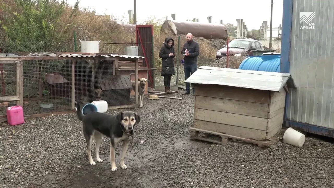 Собаки черкесск. Приют для животных в КЧР. Приют в Черкесске. Приют для собак Черкесск. Сыктывкарские приюты для собаки.