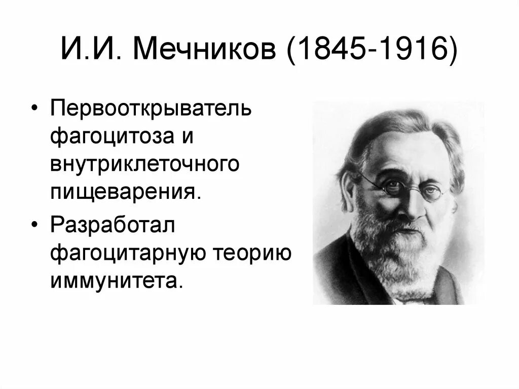 Какое явление открыл мечников. Мечников фагоцитарная теория иммунитета. Мечников фагоцитарная теория. Фагоцитарная теория иммунитета Мечникова.