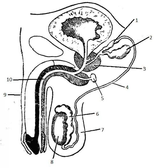 Половая система человека биология 8 класс. Мужская половая система строение схема. Строение наружных мужских пол органов анатомия. Схема строения репродуктивной системы. Репродуктивная система мужчины схема.