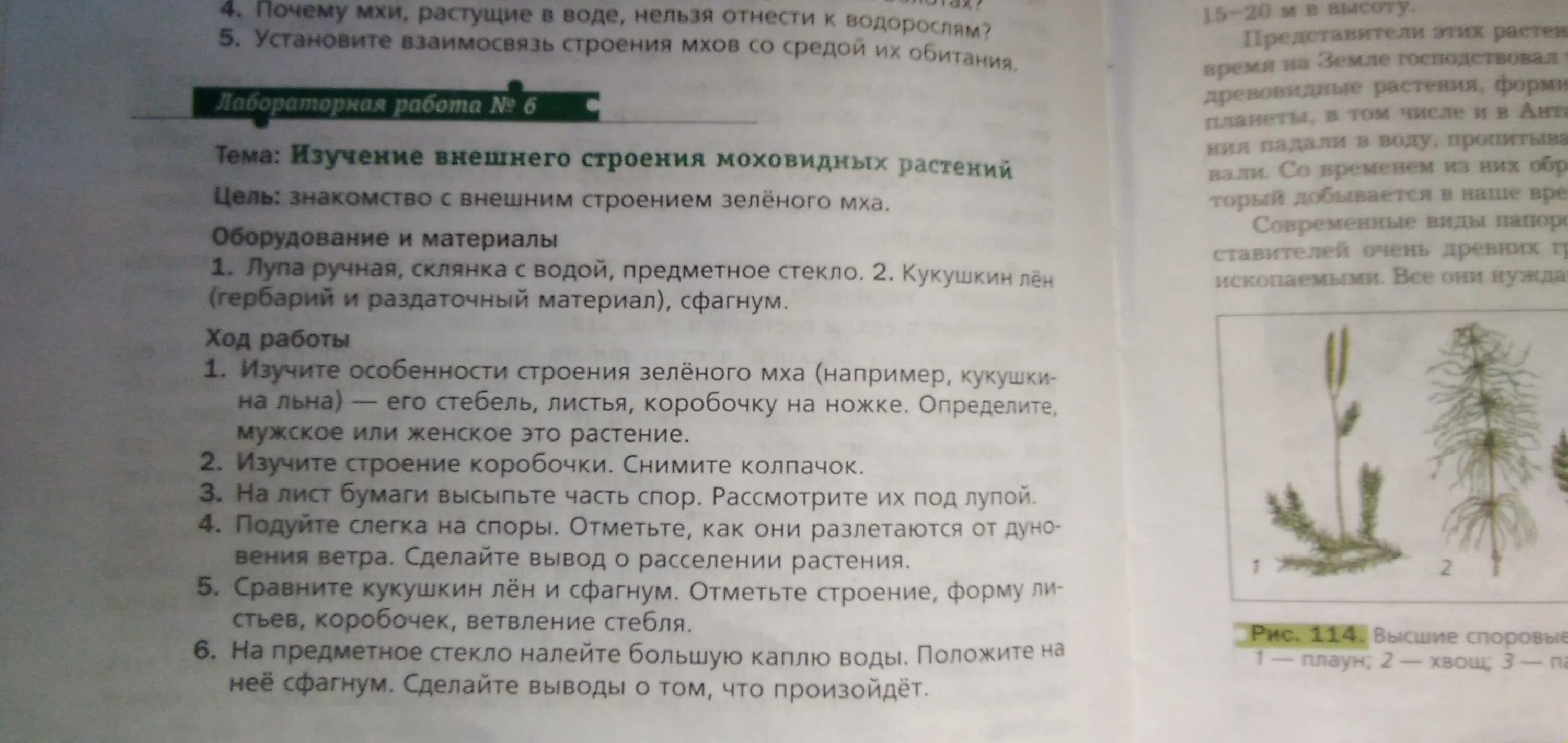 Лабораторная работа по биологии строение зеленого мха. Лабораторная работа изучение внешнего строения мха. лабораторная работа мхи. классы: мхи , по биологии. по учебнику 6 класс. лабораторная работа изучение внешнего строения растения 6 класс.