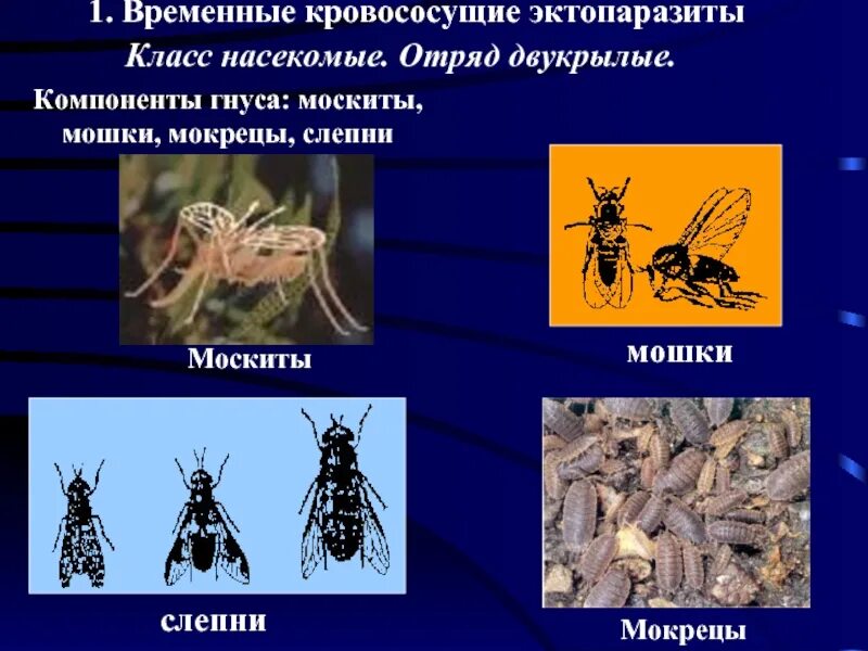 Отряд двукрылые тип членистоногие род. Временные кровососущие эктопаразиты. временные эктопаразиты насекомые. компоненты гнуса. кровососущее насекомое отряда двукрылых.