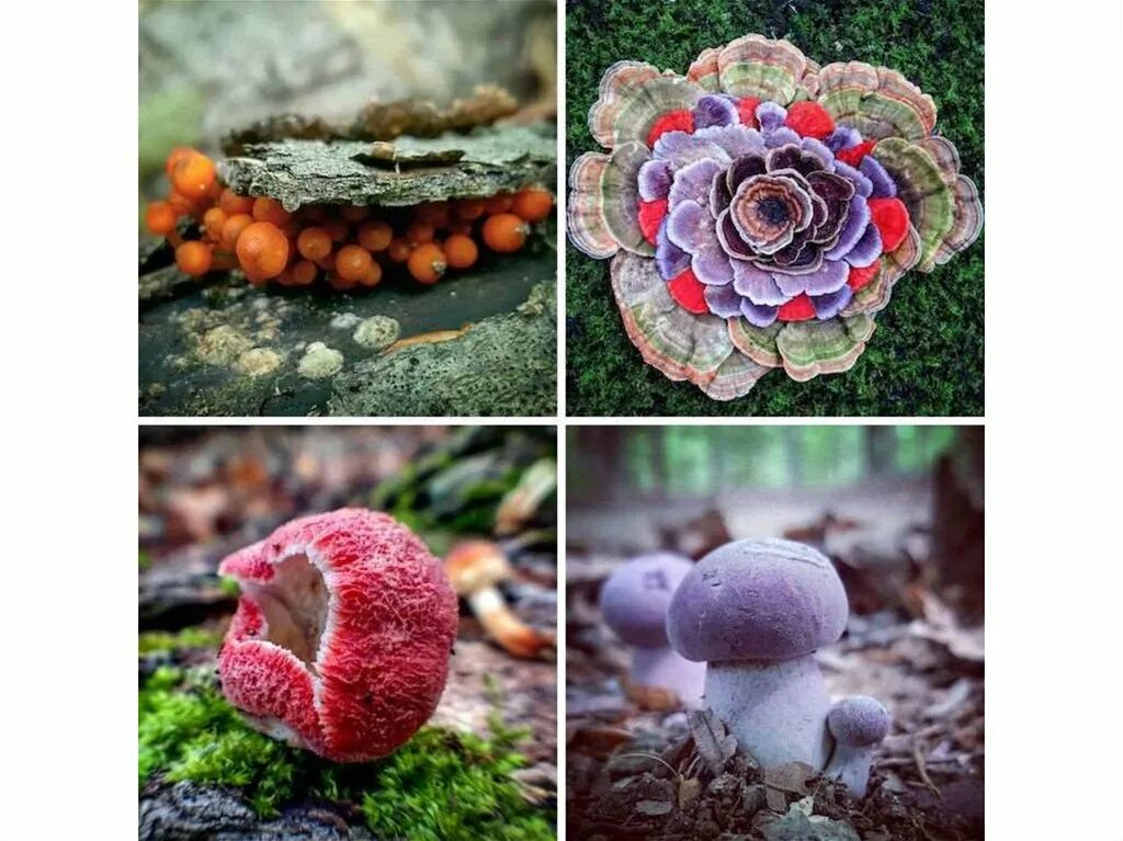 съедобные очень. сладости. блюда для хэллоуина для детей. вкусняшки необычные. соркасыха австрийская.