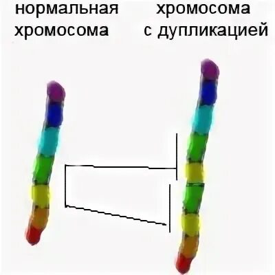 Схема дупликации хромосом. Дупликация части хромосомы 21. Дупликация генов. Синдром дупликации хромосом. Хромосомные удвоение участка хромосомы