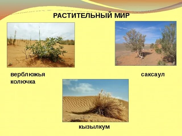 Установите соответствие между растениями и животными саксаул. Установите соответствие между растениями и животными саксаул