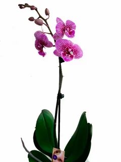Plants орхидея