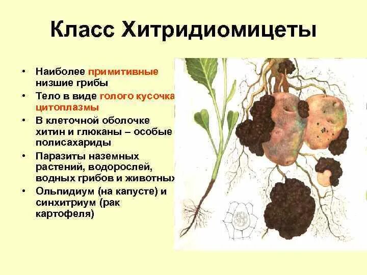 Строение и примеры грибов Ответы : Что называют губчатой структурой шляпки гриба