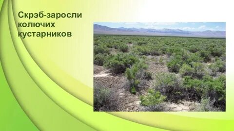 Во внутренних районах распространены заросли сухих кустарников