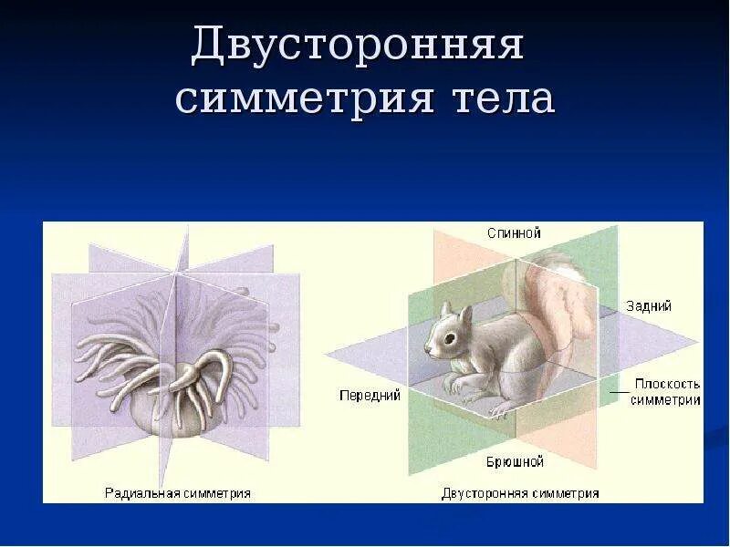 Тип симметрии животного радиальную. Двухслойные животные с радиальной симметрией тела. Двусторонняя симметрия тела. Радиальная и двусторонняя симметрия. Билатеральная симметрия у животных.