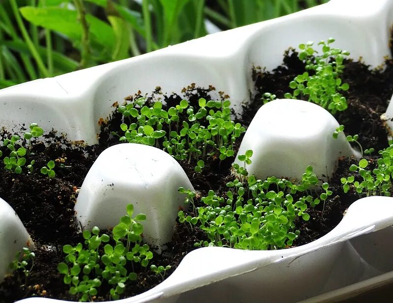 Лобелия ростки. Лобелия как вырастить рассаду. Лобелия семена. Лобелия как вырастить рассаду. Посев лобелии на рассаду.