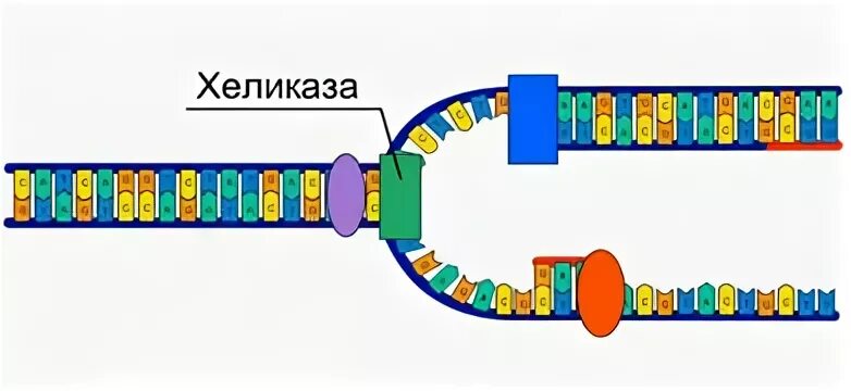 Фермент хеликаза. ДНК хеликаза и геликаза. Фермент ДНК-хеликаза:. Хеликаза функция. Хеликаза в репликации.