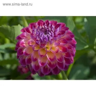 Георгины число