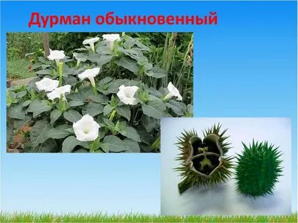 Дурман обыкновенный наземно воздушная или водная