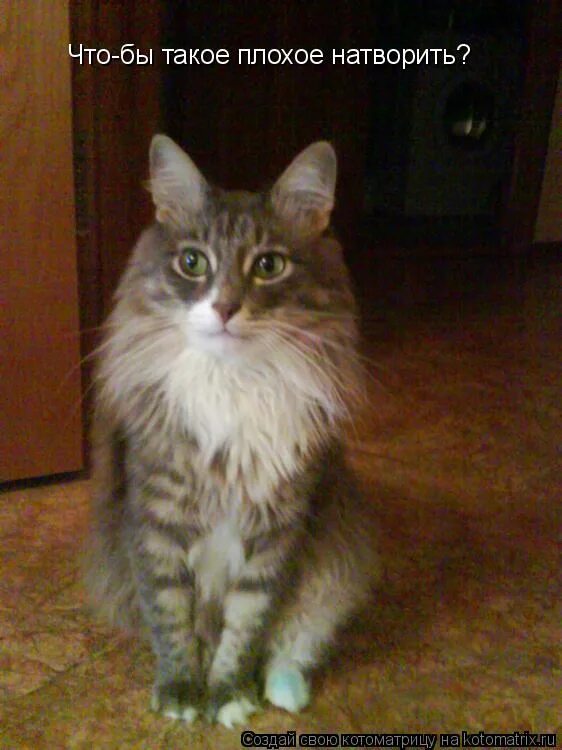 хаски сгрыз дверь. какое зло я тебе сделал мем. котенок со слезами. котенок плачет. плачущий кот.
