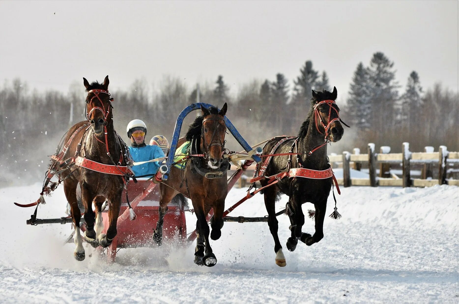 Конная упряжка тройка. Лошадь с санями. Тройка орловских рысаков в упряжи. Тройка зимних лошадей. Тройка лошадей зимой.