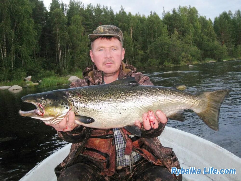 форелевые реки ленинградской области. рыбалка на форель ленинградской области. река водла в карелии рыбалка. кумжа озерная карелия. карелия кумжа нахлыст.